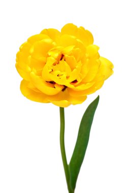Beyaz arka planda sarı lale çiçeği izole edilmiş. Bahçe işinde reklam ve ambalaj tasarımı için güzel bir kompozisyon. Düz yatış, üst görünüm
