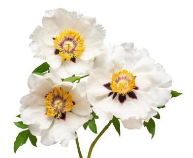 Beyaz arka planda izole edilmiş beyaz şakayık çiçeği. Çiçek deseni, nesne