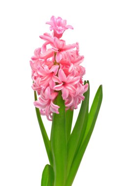 Pembe sümbül çiçeği kafası beyaz arka planda izole edilmiş. Bahar geldi. Paskalya tatili. Bahçe dekorasyonu, peyzaj. Çiçek aranjmanı. Düz yatış, üst görünüm 
