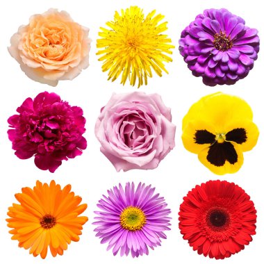 Çiçeklerin baş koleksiyonu güzel karahindiba, şakayık, nonoş, takvim, aster, gerbera, gül, karanfil, beyaz arka planda bulunan yıldız çiçeği. Kart. Paskalya. Bahar geldi. Düz yatış, üst görünüm