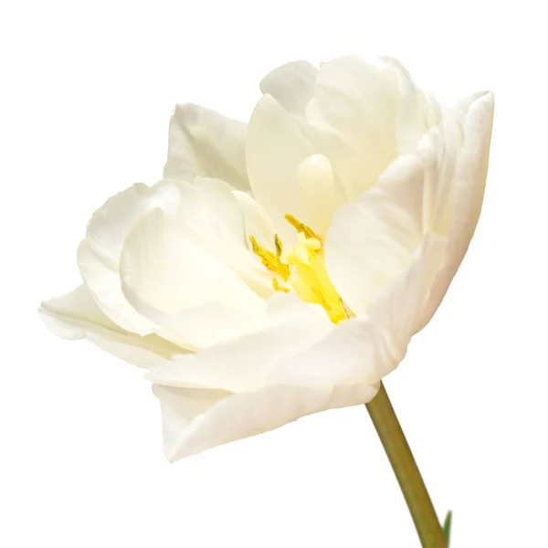Fiore Tulipano Bianco Isolato Sfondo Bianco Bella Composizione Pubblicità Packaging — Foto Stock