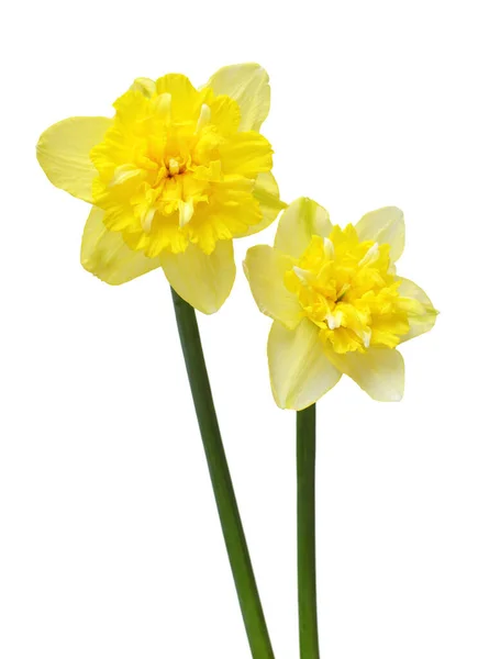 Bouquet Yellow White Daffodils Flowers Isolated White Background Flat Lay — Stock Photo, Image