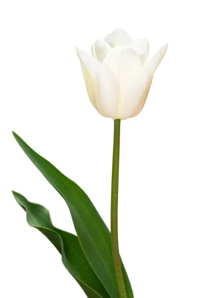 Flor Tulipa Branca Isolada Sobre Fundo Branco Bela Composição Para — Fotografia de Stock