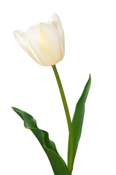 白色的郁金香花在白色的背景上被隔离 园艺业的广告设计和包装设计 构图优美 平躺在地上 俯瞰四周 — 图库照片