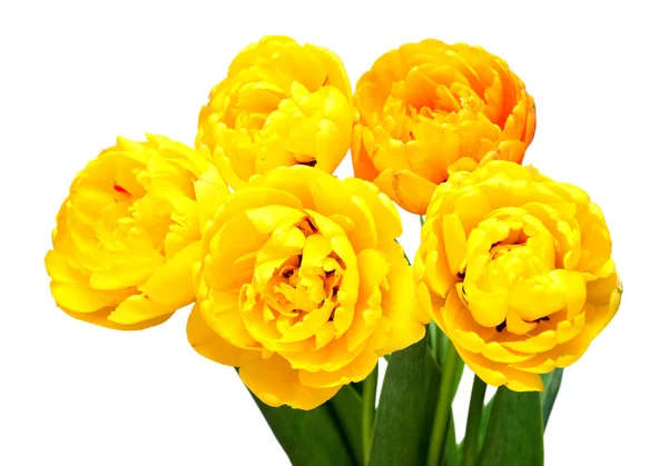 Bouquet Gelbe Tulpe Blume Isoliert Auf Weißem Hintergrund Schöne Komposition — Stockfoto
