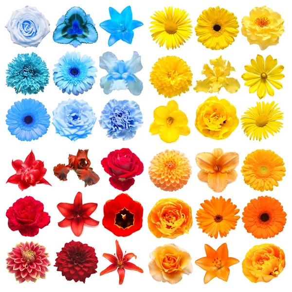 Velká Sbírka Různých Hlavou Květiny Žluté Modré Červené Oranžové Izolované — Stock fotografie
