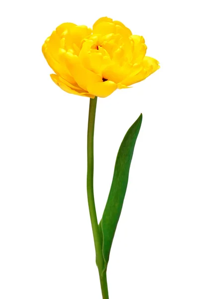 Gele Tulpenbloem Geïsoleerd Witte Achtergrond Prachtige Compositie Voor Reclame Verpakkingsdesign — Stockfoto