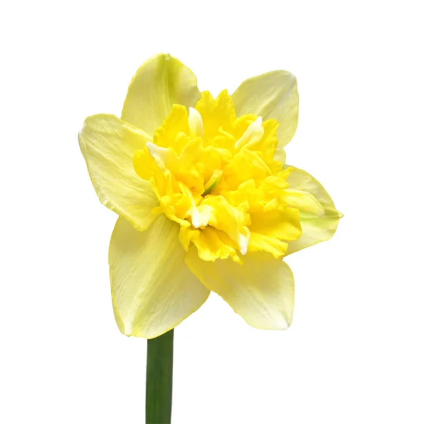 黄色的水仙花头状花序 白色的背景 园艺业广告包装设计的优美构图 — 图库照片