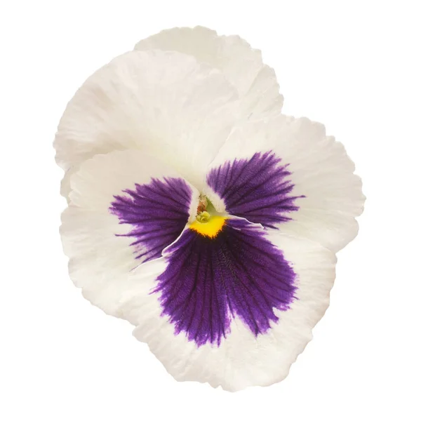 Bílé Květy Teplouš Izolované Bílém Pozadí Krásná Kompozice Pro Reklamní — Stock fotografie