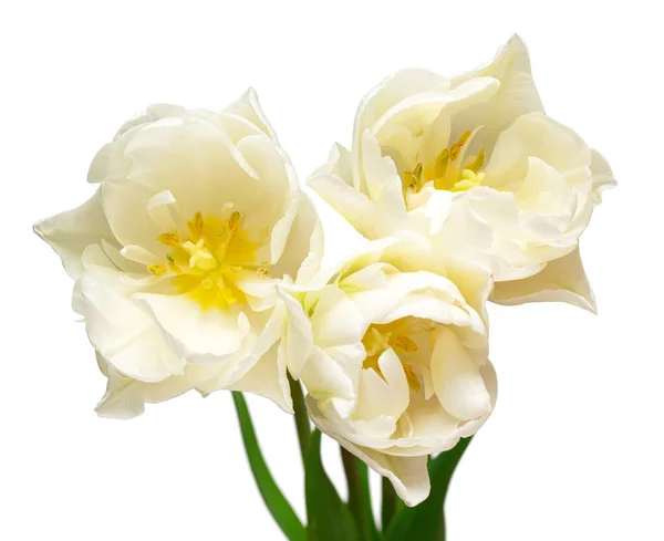 Bouquet Fiore Tulipano Bianco Isolato Sfondo Bianco Bella Composizione Pubblicità — Foto Stock
