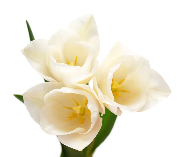 Bouquet Fiore Tulipano Bianco Isolato Sfondo Bianco Bella Composizione Pubblicità — Foto Stock