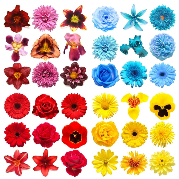 Duży Zbiór Różnych Kwiatów Głowy Fioletowy Żółty Niebieski Czerwony Izolowane — Zdjęcie stockowe