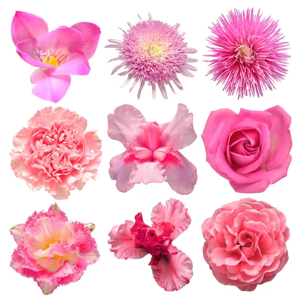 Коллекция Красивых Головы Розовые Цветы Радужной Оболочки Гвоздики Тюльпан Розы — стоковое фото