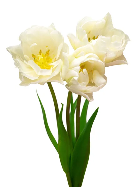 Bouquet Weiße Tulpe Blume Isoliert Auf Weißem Hintergrund Schöne Komposition — Stockfoto
