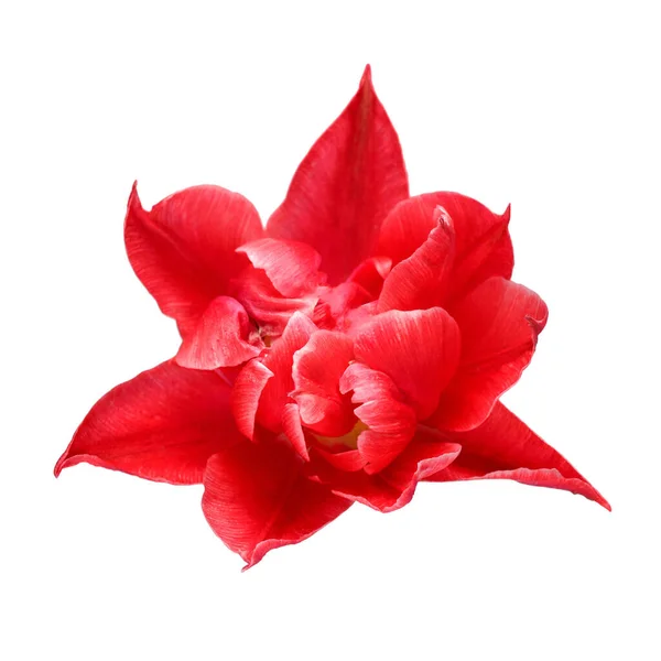 Czerwony Kwiat Tulipan Izolowany Białym Tle Piękna Kompozycja Reklamy Projektowania — Zdjęcie stockowe