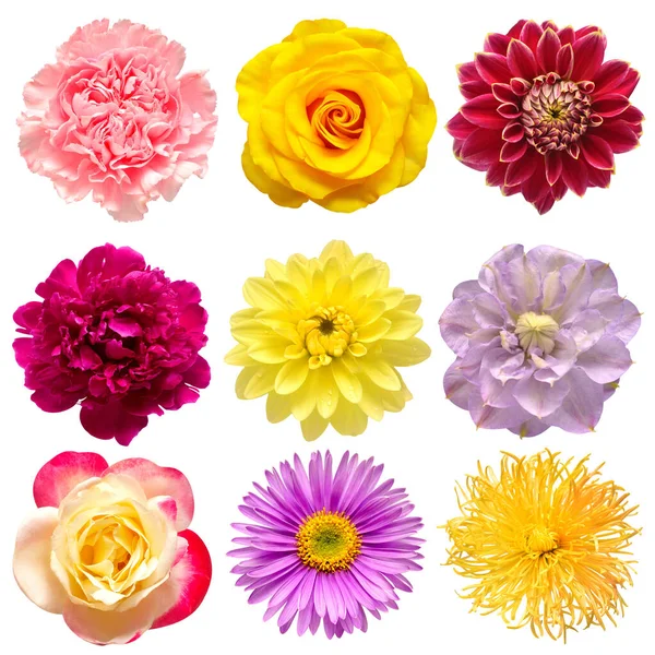Kolekcja Kwiatów Głowy Piękny Piwonia Powojnik Aster Stokrotka Goździk Róża — Zdjęcie stockowe