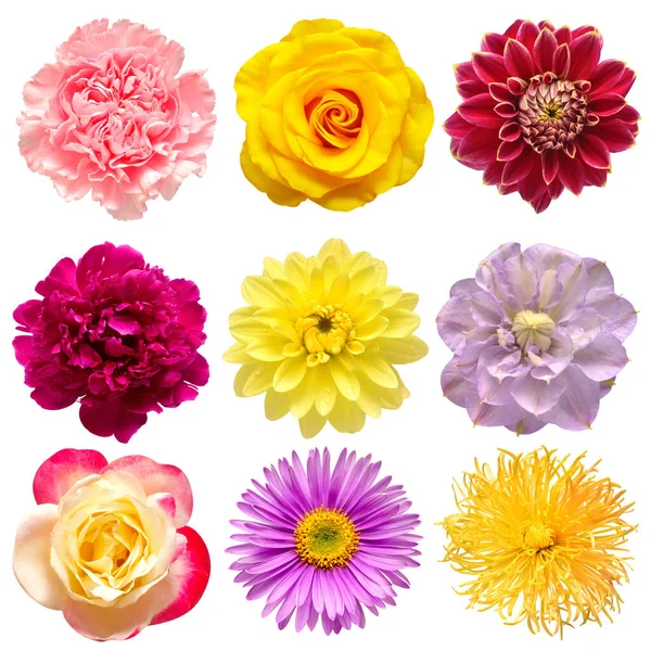 Raccolta Testa Fiori Bella Peonia Clematide Aster Margherita Garofano Rosa — Foto Stock