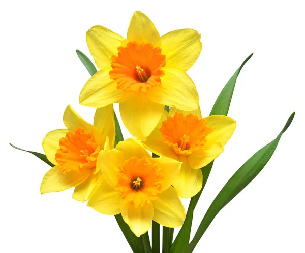 Buquê Flores Amarelas Narcisos Isolados Fundo Branco Deitado Plano Vista — Fotografia de Stock