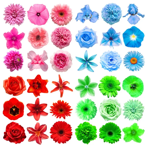 Gran Colección Varias Flores Cabeza Rojo Azul Verde Rosa Aislado — Foto de Stock