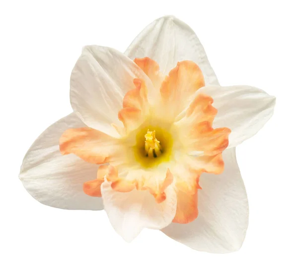 Fiore Narciso Bianco Rosa Isolato Sfondo Bianco Bella Composizione Pubblicità — Foto Stock