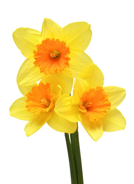 Kytice Žlutých Narcisů Květiny Izolované Bílém Pozadí Krásná Kompozice Pro — Stock fotografie