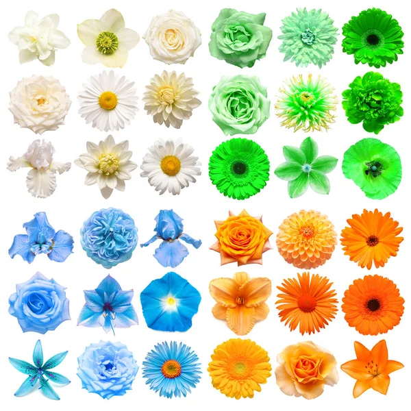 Grote Collectie Van Verschillende Hoofdbloemen Wit Blauw Groen Oranje Geïsoleerd — Stockfoto