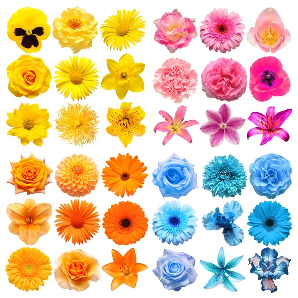 Grote Collectie Van Verschillende Hoofdbloemen Geel Roze Blauw Oranje Geïsoleerd — Stockfoto