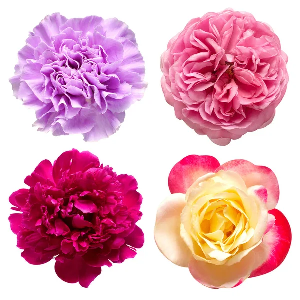 Collection Fleur Rose Pivoine Œillet Isolé Sur Fond Blanc Belle — Photo