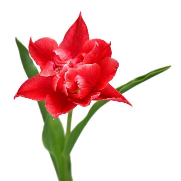 Röd Tulpan Blomma Isolerad Vit Bakgrund Vacker Komposition För Reklam — Stockfoto