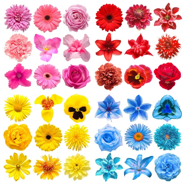Duży Zbiór Różnych Kwiatów Głowy Czerwony Niebieski Różowy Żółty Izolowane — Zdjęcie stockowe