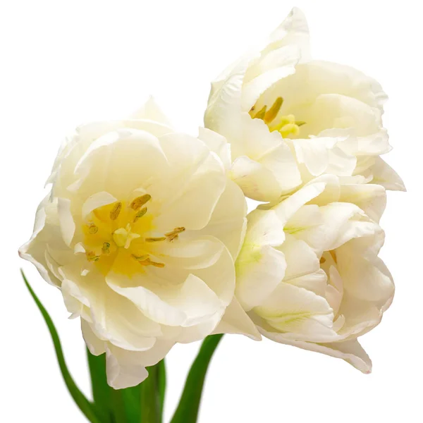 Bouquet Weiße Tulpe Blume Isoliert Auf Weißem Hintergrund Schöne Komposition — Stockfoto
