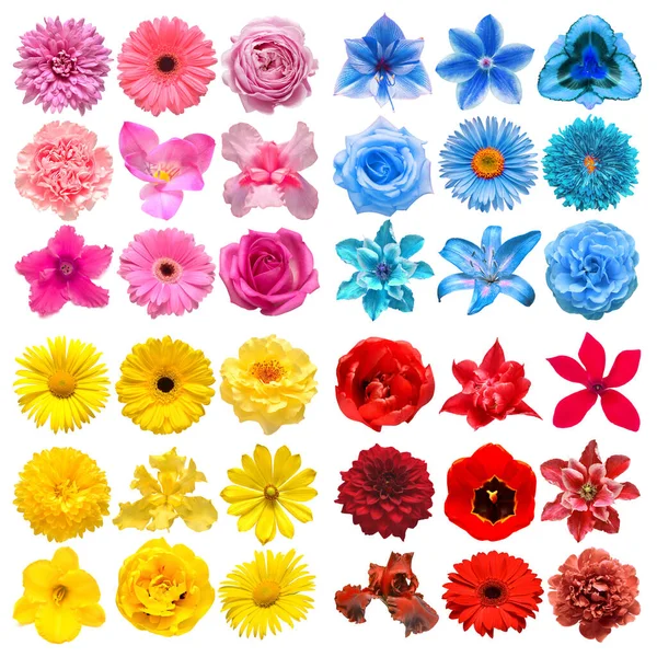 Big Collection Various Head Flowers Red Blue Pink Yellow Isolated — Stock Photo, Image