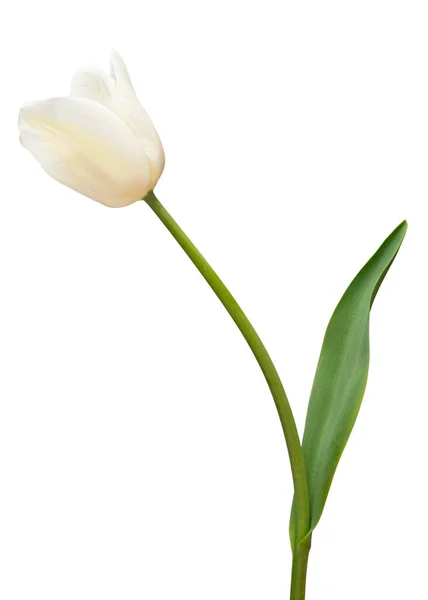 Fiore Tulipano Bianco Isolato Sfondo Bianco Bella Composizione Pubblicità Packaging — Foto Stock