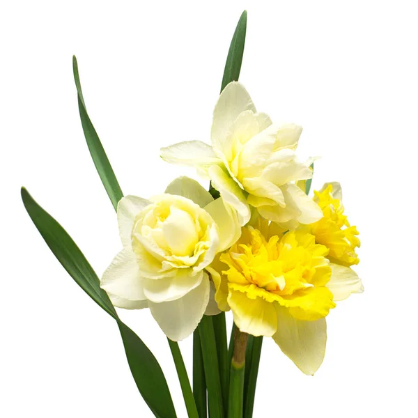 Bouquet Von Gelben Und Weißen Narzissen Blumen Isoliert Auf Weißem — Stockfoto