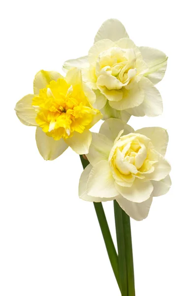 Beyaz Arka Planda Izole Edilmiş Sarı Beyaz Nergis Çiçekleri Düz — Stok fotoğraf