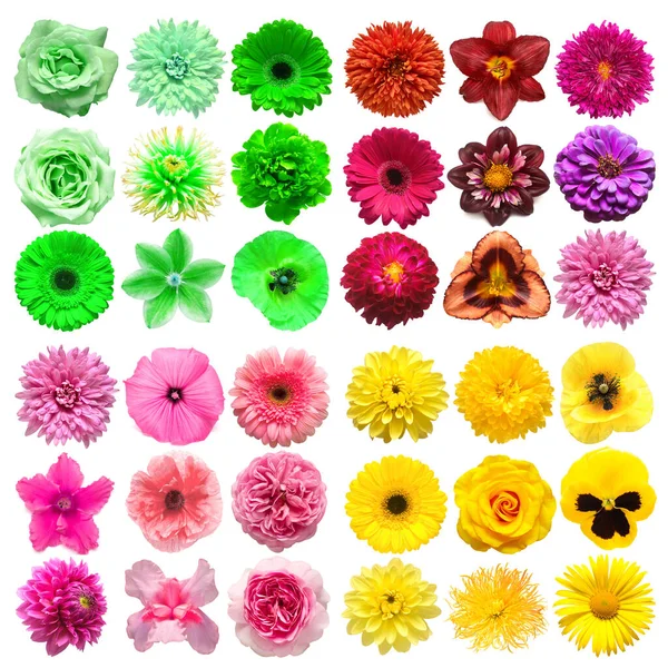 Duży Zbiór Różnych Kwiatów Głowy Różowy Zielony Fioletowy Żółty Izolowane — Zdjęcie stockowe