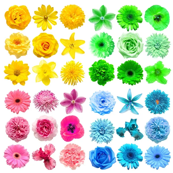 Duży Zbiór Różnych Kwiatów Głowy Zielony Niebieski Różowy Żółty Izolowane — Zdjęcie stockowe