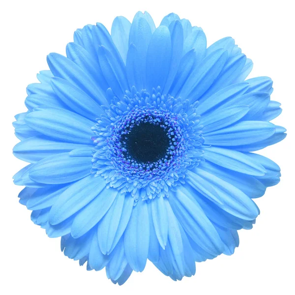Flower Blue Gerbera Isolated White Background Flat Lay Top View — Stock Photo, Image