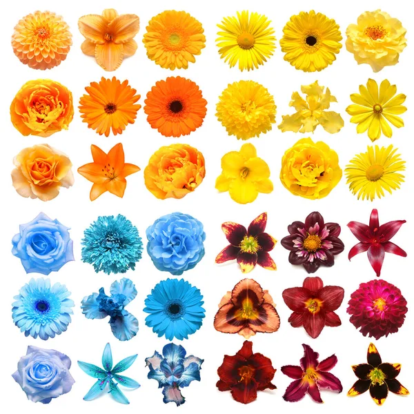 Große Sammlung Von Verschiedenen Kopfblumen Gelb Orange Blau Und Lila — Stockfoto