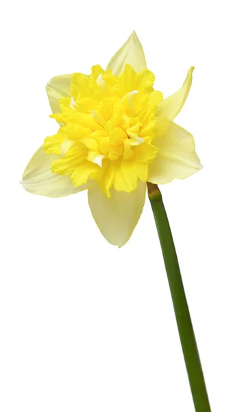Amarelo Daffodil Cabeça Flor Isolada Fundo Branco Bela Composição Para — Fotografia de Stock