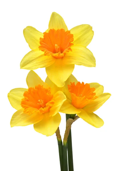 Букет Желтых Нарциссов Цветы Изолированы Белом Фоне Плоский Вид Сверху — стоковое фото