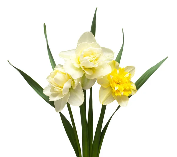 Beyaz Arka Planda Izole Edilmiş Sarı Beyaz Nergis Çiçekleri Düz — Stok fotoğraf