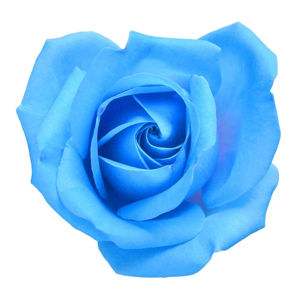 Fleur Bleu Clair Rose Isolée Sur Fond Blanc Macro Flore — Photo