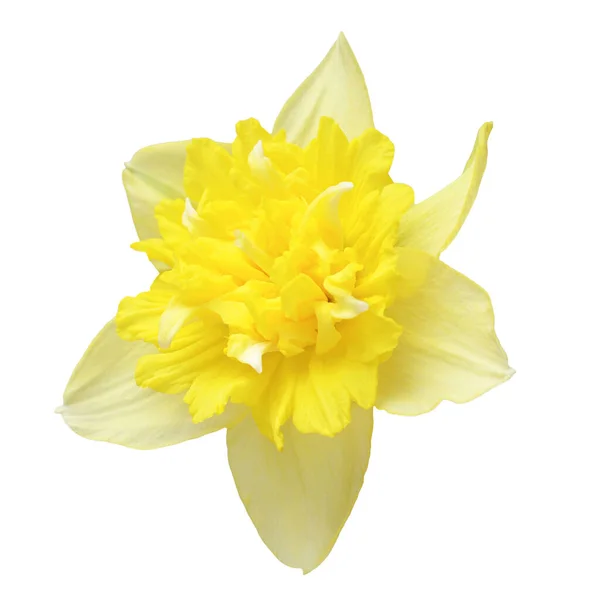 Flor Amarilla Narciso Aislada Sobre Fondo Blanco Hermosa Composición Para —  Fotos de Stock