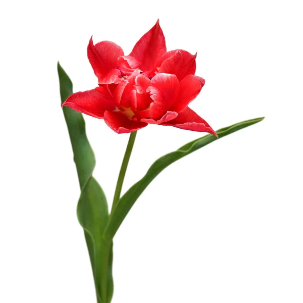Flor Roja Tulipán Aislada Sobre Fondo Blanco Hermosa Composición Para —  Fotos de Stock