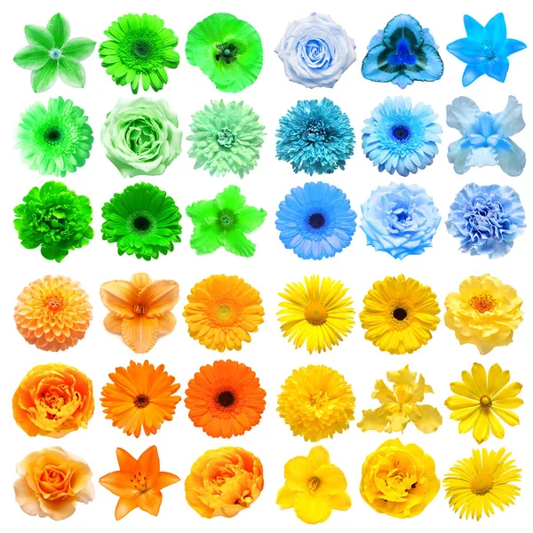 Grote Collectie Van Verschillende Hoofdbloemen Geel Groen Blauw Oranje Geïsoleerd — Stockfoto