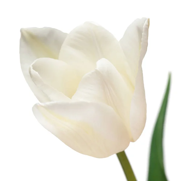 Fiore Tulipano Bianco Isolato Sfondo Bianco Bella Composizione Pubblicità Packaging — Foto Stock