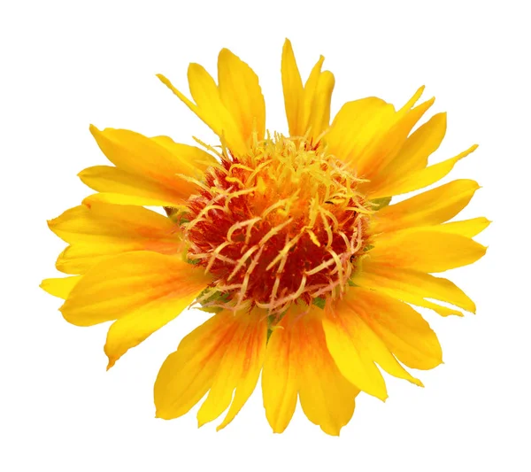 Uma Flor Amarela Gaillardia Isolada Sobre Fundo Branco Bela Composição — Fotografia de Stock
