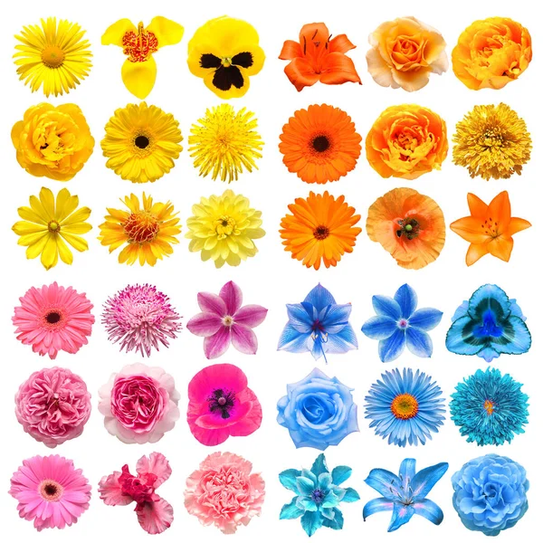 Nagy Gyűjtemény Különböző Fejvirágok Narancs Kék Rózsaszín Sárga Elszigetelt Fehér — Stock Fotó