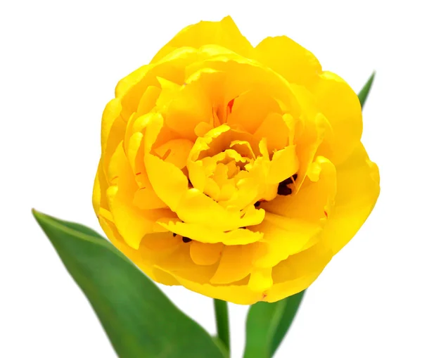Bunga Tulip Kuning Diisolasi Pada Latar Belakang Putih Komposisi Yang — Stok Foto